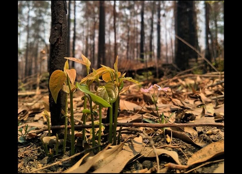 Regeneration north of Port Macquarie. Small green shoots coming up from the burned ground and forest.