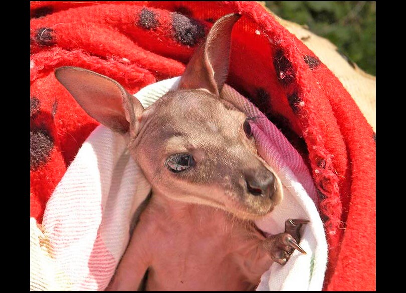 Small joey wrapped in blankets waiting to be bottle fed.