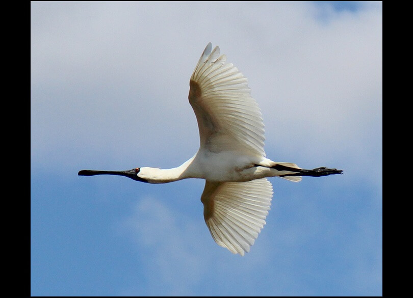 Royal spoonbill (Platalea regia) in flight