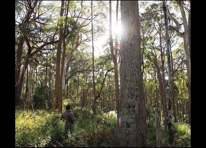 The forest that hosts the Southern Highlands Koala Conservation Project