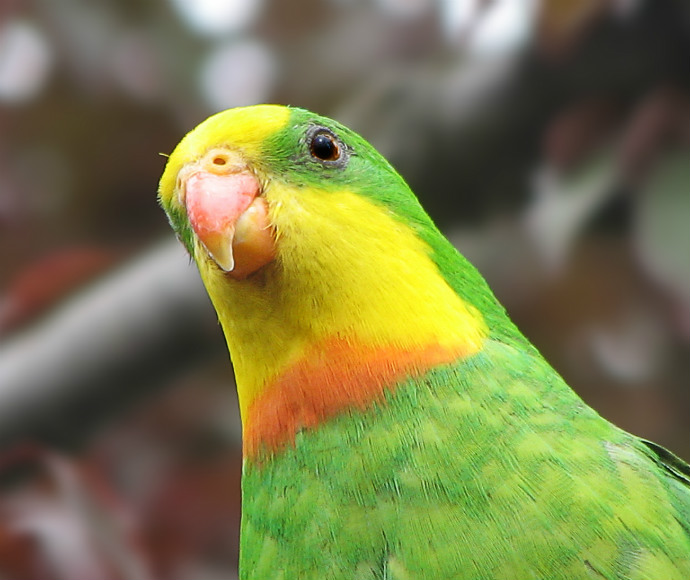 A parrot with a green body, yellow face, orange beak and orange stripe separating its face from its chest