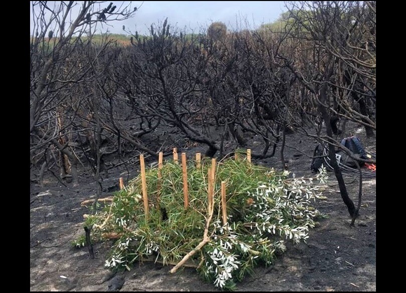 Staff from National Parks and Wildlife Service, Australian Wildlife Conservancy and Department of Planning, Industry and Environment installed ‘bandicoot bungalow’ habitat refuges immediately following the burn.