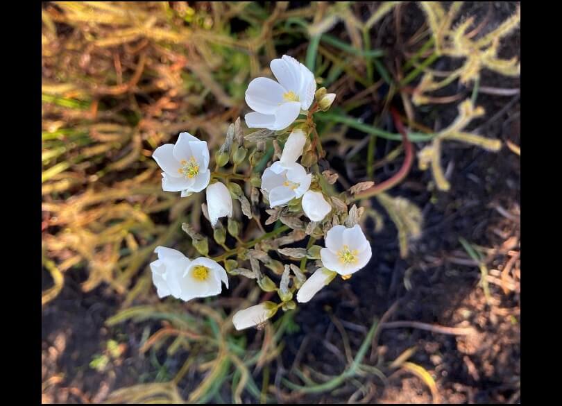 Drosera binata, a native sundew found at North Head, known to only flower abundantly after fire.