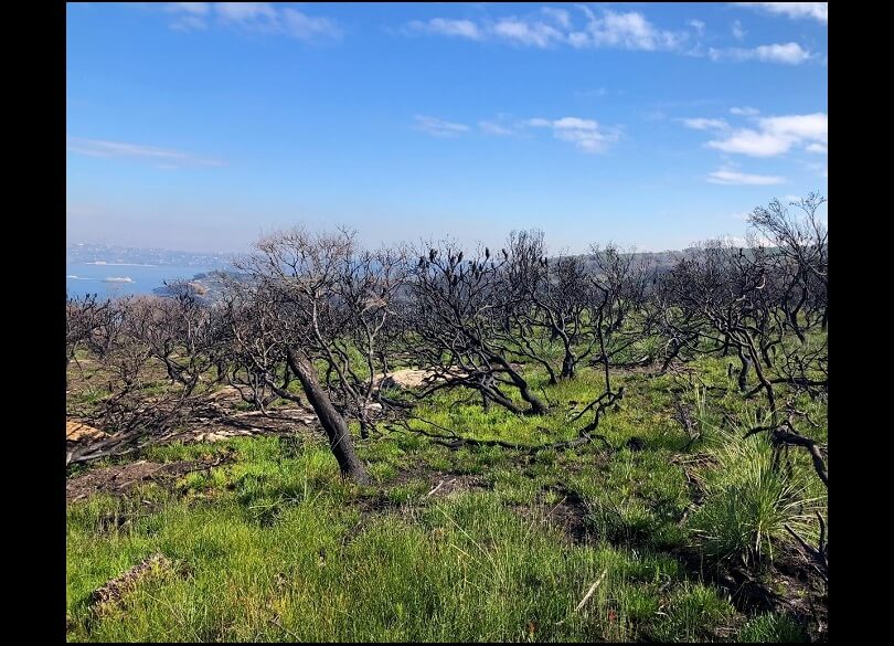 View of a burnt and regenerating area of Eastern Suburbs Banksia Scrub looking towards the south-west from near the Fairfax walking track at North Head.