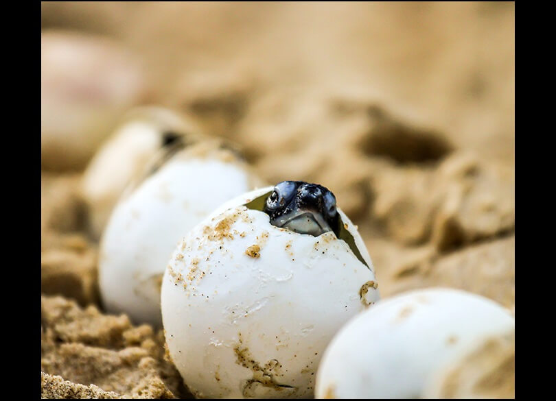 Turtle hatchling emerging from egg at Boambee Beach