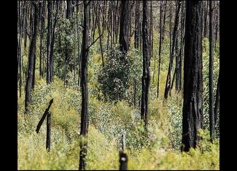 Regrowth after fire discovery tour at Warrumbungle National Park