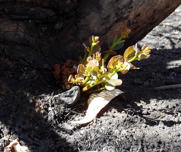 Recovery following Warrumbungles fire 2013 White gum epicormic growth