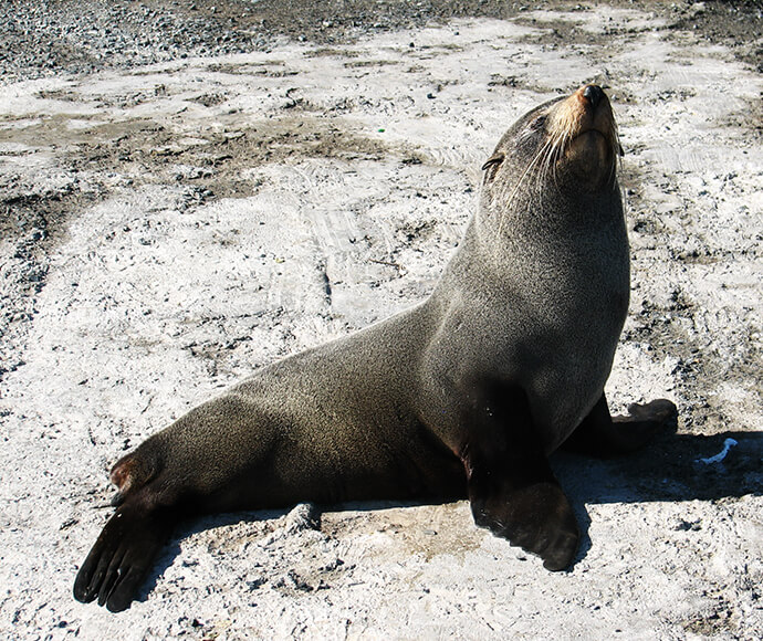 New Zealand fur seal (Arctocephalus forsteri) at Lake Illawarra