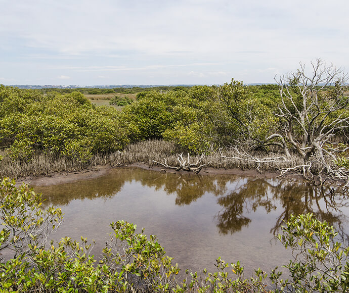 Mangroves at Towra Point Nature Reserve