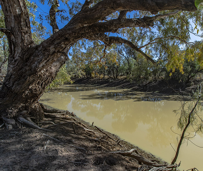 Large tree with exposed roots on the bank of a muddy river