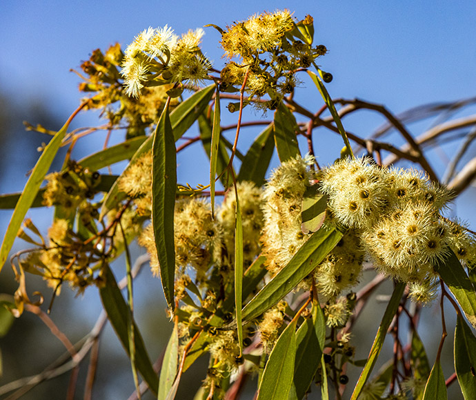 Cluster of yellowish-white fluffy flowers with thin green leaves against a blurred blue sky background