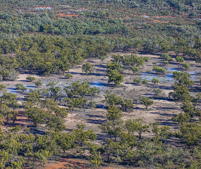 Dense forest with tree clusters and clearings