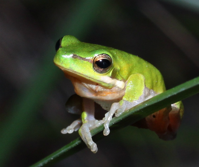 Eastern dwarf tree frog (Litoria fallax)