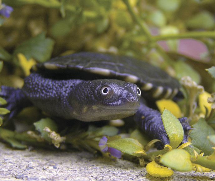 Eastern Long-necked Turtle (Chelodina longicollis) 