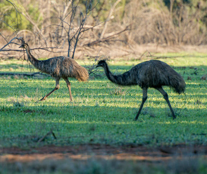 Emus (Dromaius novaehollandiae), Cocoparra National Park