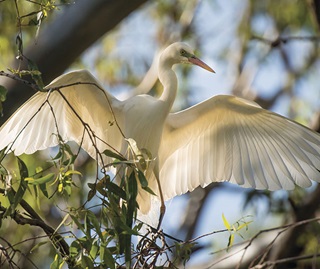 Intermediate egret chicks (Ardea intermedia) wait to be fed in the upper Gingham wetlands.