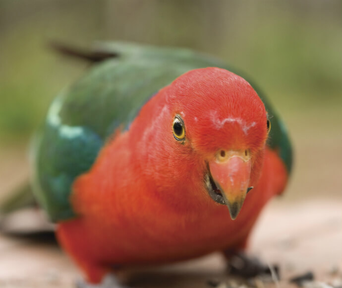 A King Parrot in an urban backyard garden