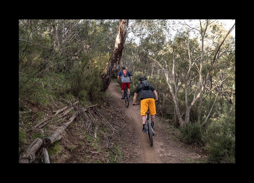 Two people riding bicycles on a narrow dirt trail through a wooded area. The person in the foreground wears a yellow shirt and black shorts, while the person in the background wears a blue jacket and red backpack. Trees and shrubs line the path, and there is a tree with peeling bark on the left. The setting appears to be during daytime with natural light filtering through the foliage.