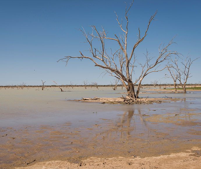 Dead trees in muddy water.