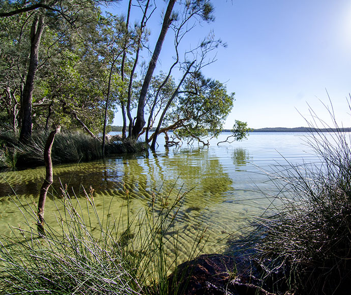 Lush vegetation around a water body