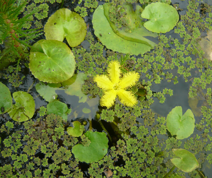 Wavy marshwort (Nymphoides crenata), northern Macquarie Marshes