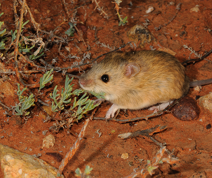 Sandy inland mouse sitting next a small plant, surrounded by red dirt.