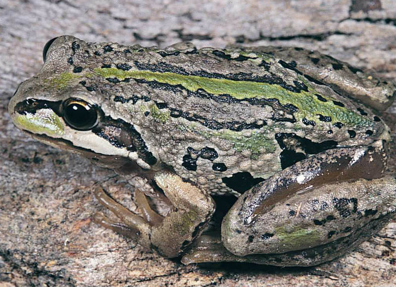 Close-up of an alpine tree frog sitting on a rocky surface, displaying its distinctive green and black mottled pattern along the back and limbs, with large black eyes and a white stripe running from under the eye to the rear.