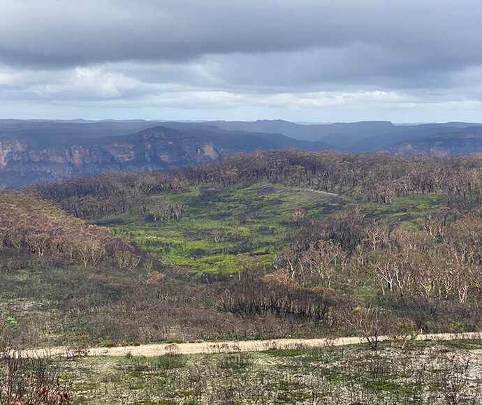 Burnt upland swamp, Blue Mountains.