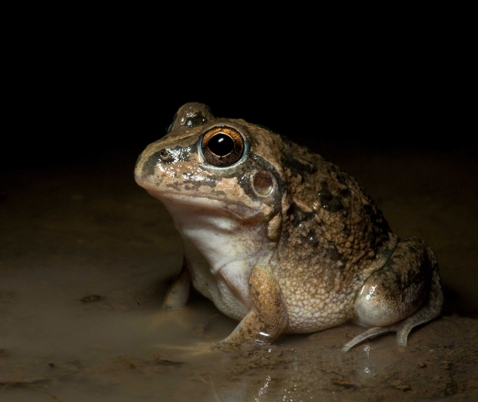 A burrowing frog with mottled brown and cream skin, large protruding brown eyes, and a slightly open mouth is sitting on wet mud in a dark environment with a focused light highlighting its form.