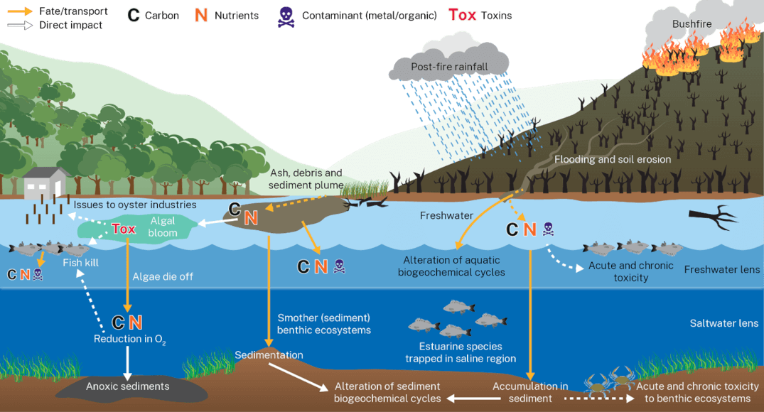 Layered illustration showing the potential implications of bushfires on aquatic ecosystems from rainfall and bushfire to below-water sediment