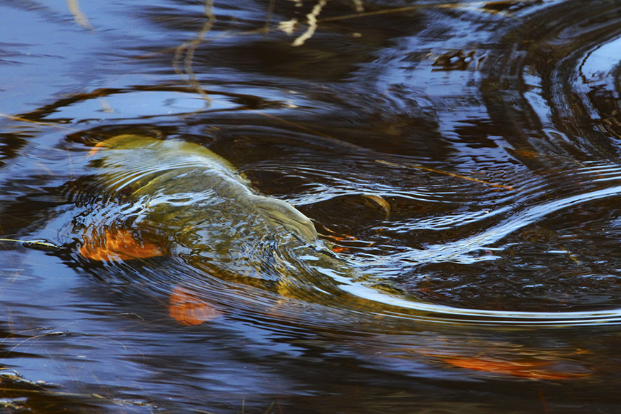 A carp fish with orange-tinted scales swimming near the surface of rippling water reflecting warm sunlight and autumn colours.