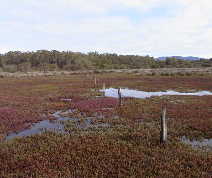 Coastal saltmarsh at Wapengo Lagoon.