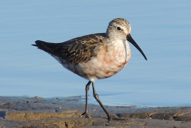 Curlew sandpiper (Calidris ferruginea)