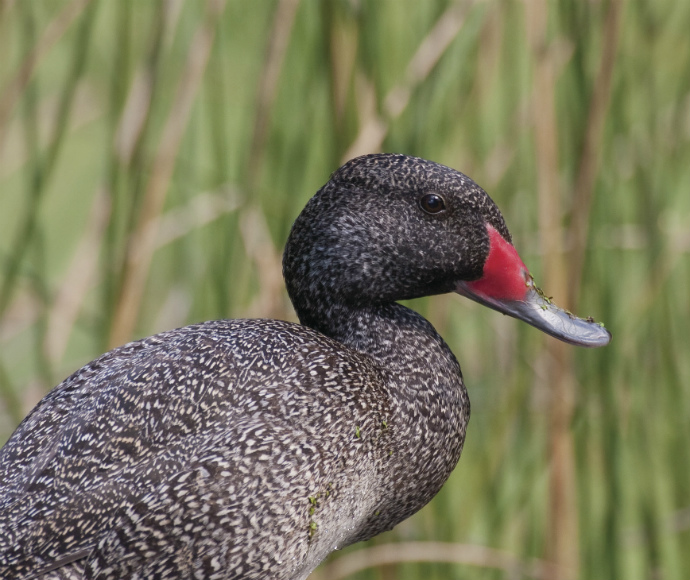 Freckled duck in wetlands