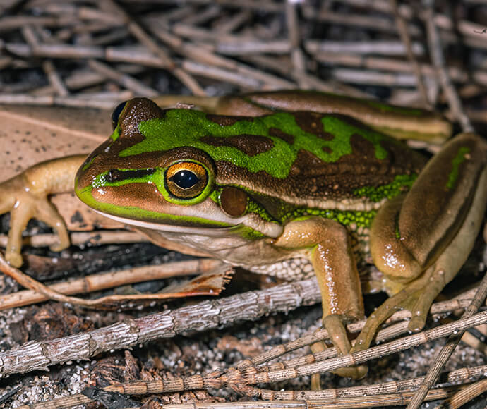 Close-up of a green and brown frog with distinctive markings, sitting on a bed of twigs and dry leaves.