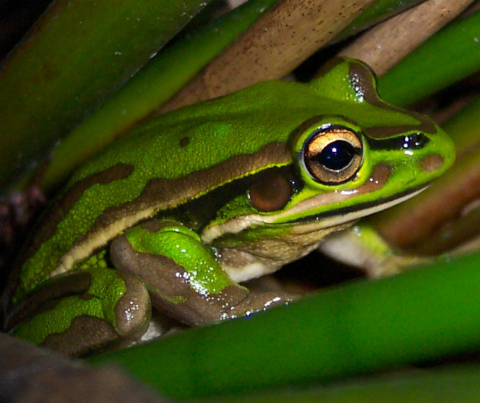 A green and golden bell frog with prominent black eyes and a stripe pattern, perched on green foliage.