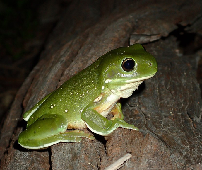 A green tree frog with smooth skin and dark eyes sitting on a brown, textured log. The frog’s vibrant green color contrasts with the dark background, and its body is dotted with small, lighter green spots.