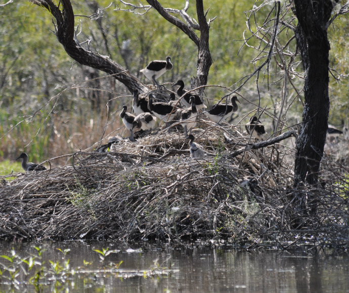 Fledging ibis among lignum plants