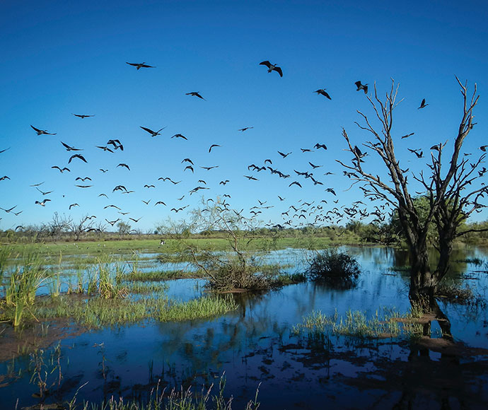 Young ibis birds flying over wetlands