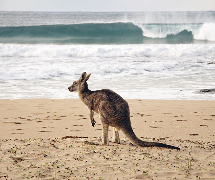 Kangaroo in front of the perfect wave on Pebbly Beach, Murramarang National Park