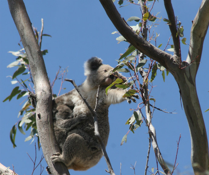 Koala (Phascolarctos cinereus)