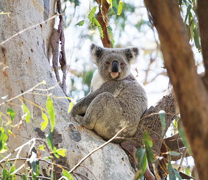 Koala sitting in fork of tree, looking directly at camera