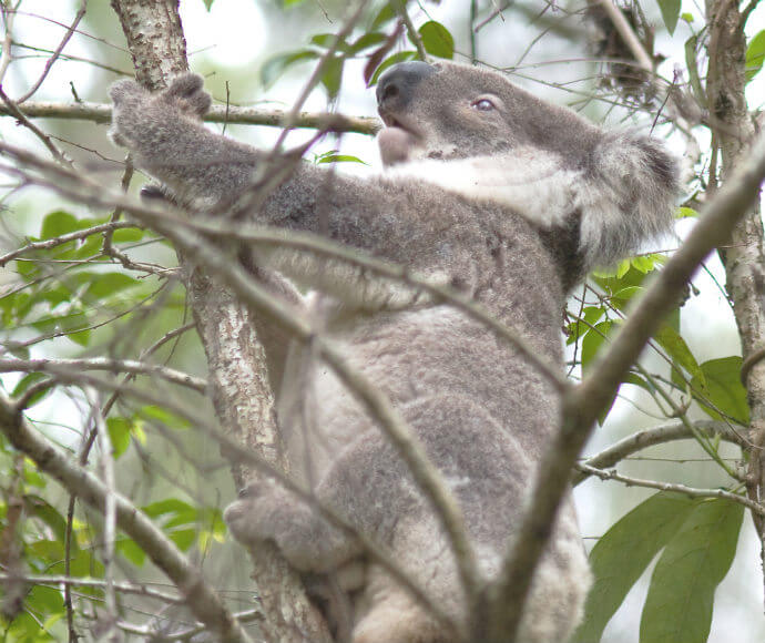 A koala in a tree, stretching out to grab some leaves.