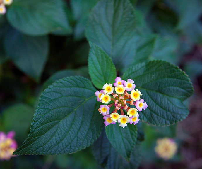 Lantana (Lantana camara)