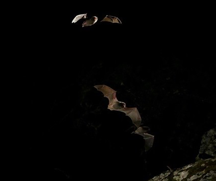 Two bats take flight in the dark of night