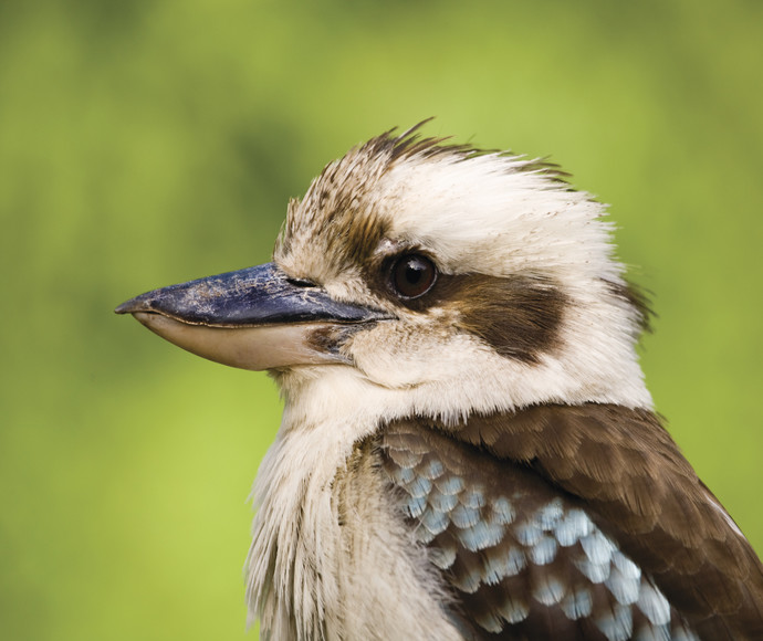 A close-up of a kookaburra, a bird known for its distinctive call that sounds like human laughter. The bird has a stout, pointed bill, a predominantly white head with brown eye-stripes resembling a mask, and brown feathers with hints of blue on the wing coverts.