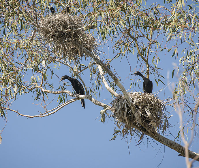 Small black cormorants sitting in a tree