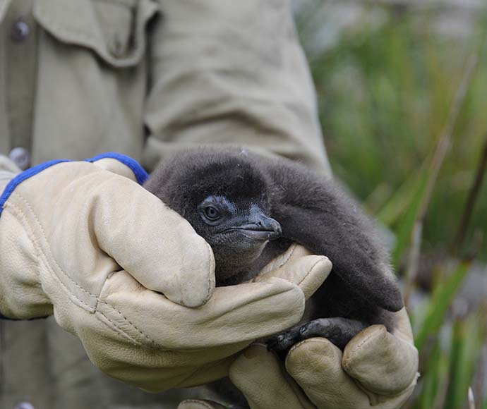 Little penguin chick (Eudyptula minor)