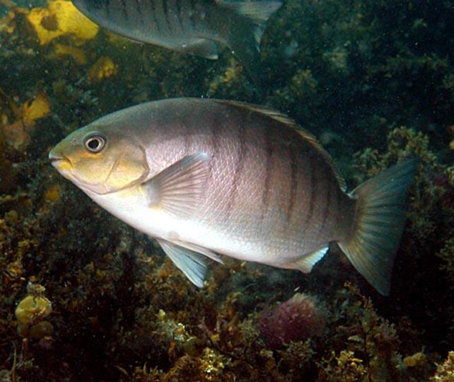 Luderick (Girella tricuspidata)