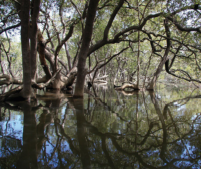 Mangrove trees with the river in flood.